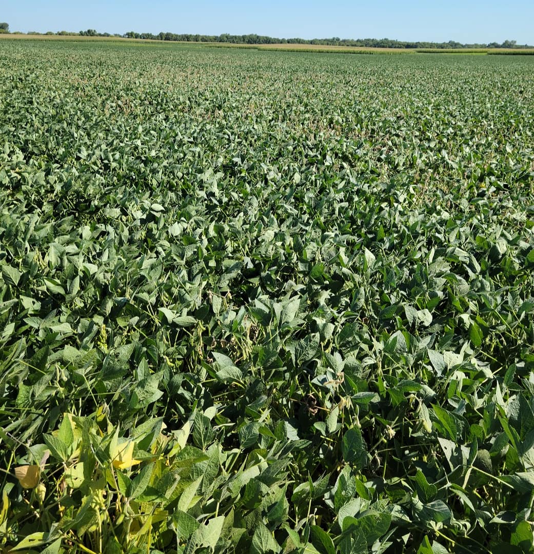 SOYBEAN WHITE MOLD