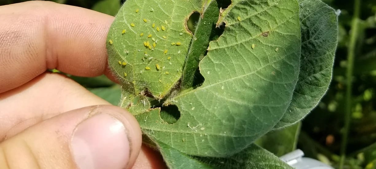 SOYBEAN APHID PRESSURE