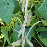 SOYBEAN WHITE MOLD