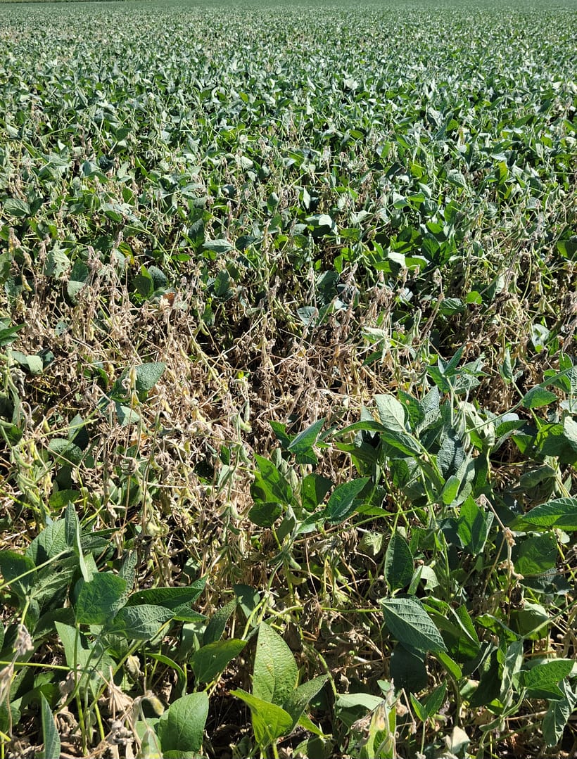 SOYBEAN WHITE MOLD