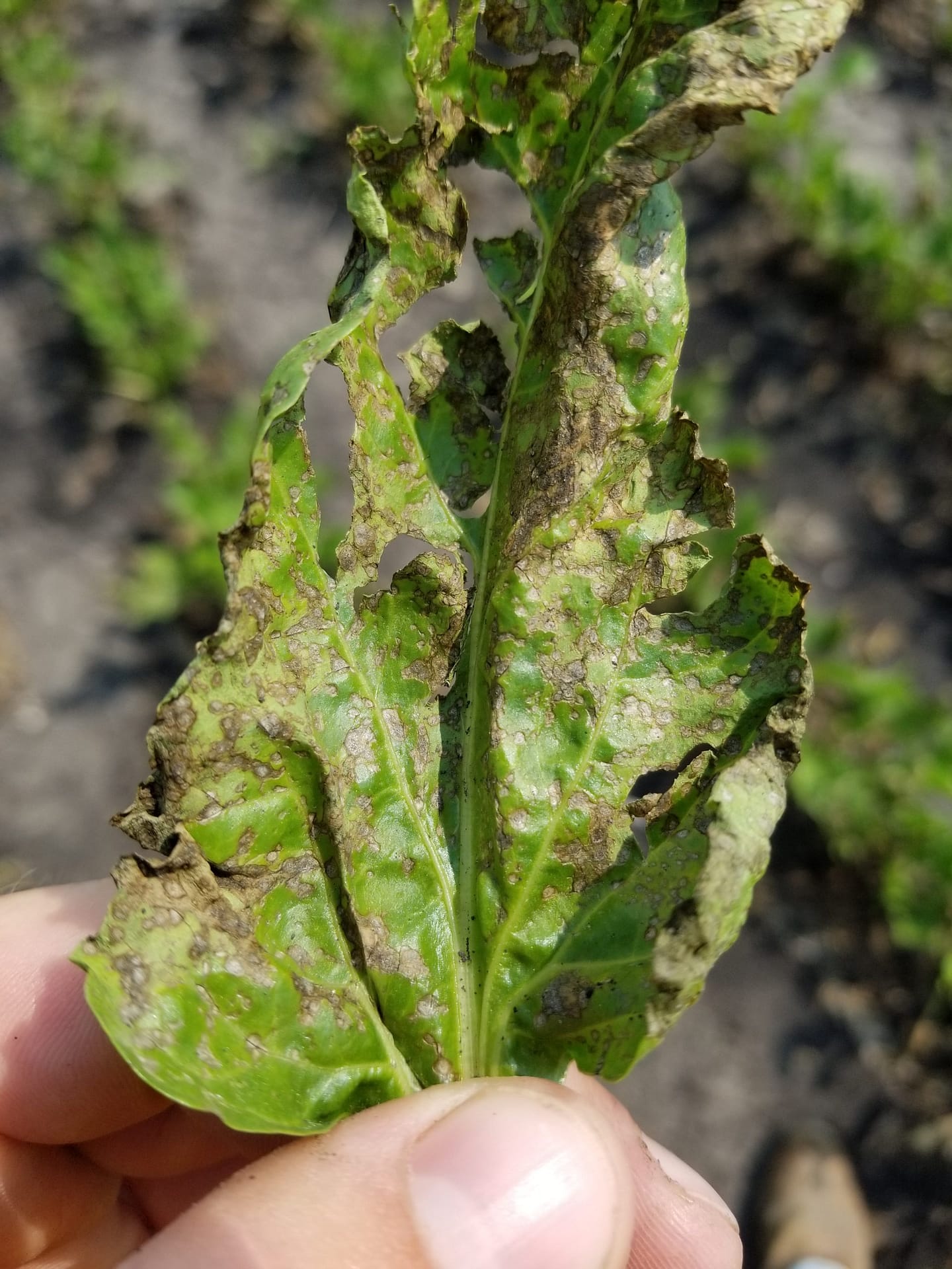 Cercospora Trials