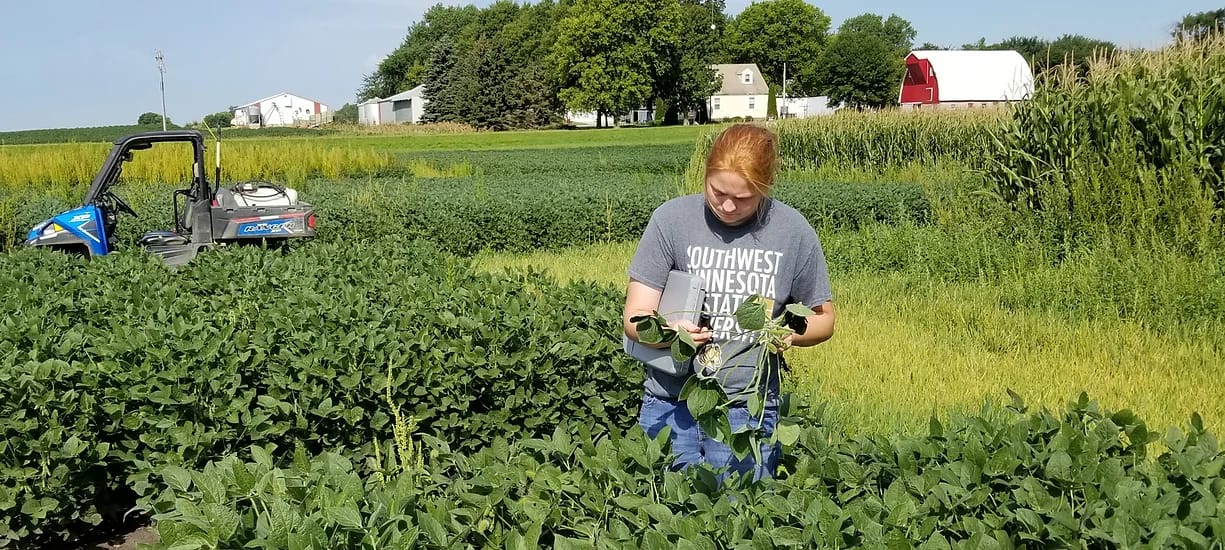 APHID COUNTS